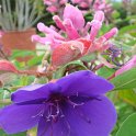 Tibouchina urvillaeana fleur (2)